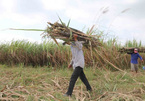 VN sugar firms struggle due to ATIGA