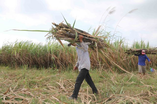 VN sugar firms struggle due to ATIGA