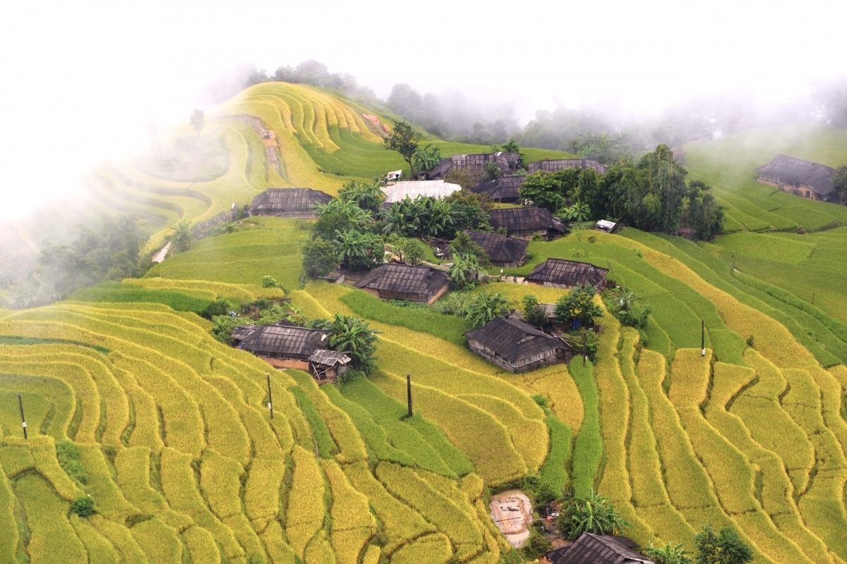 Terraced fields of Hoang Su Phi appear stunning during harvest season