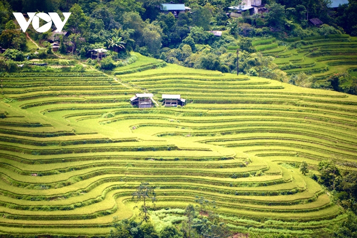 Terraced fields of Hoang Su Phi appear stunning during harvest season