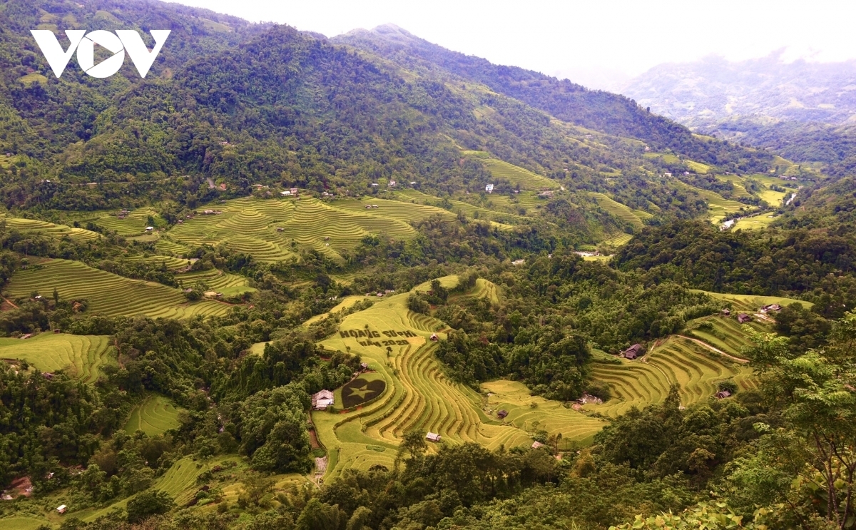 Terraced fields of Hoang Su Phi appear stunning during harvest season