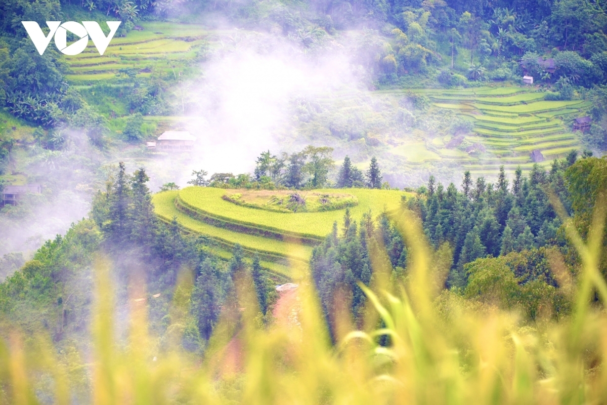 Terraced fields of Hoang Su Phi appear stunning during harvest season