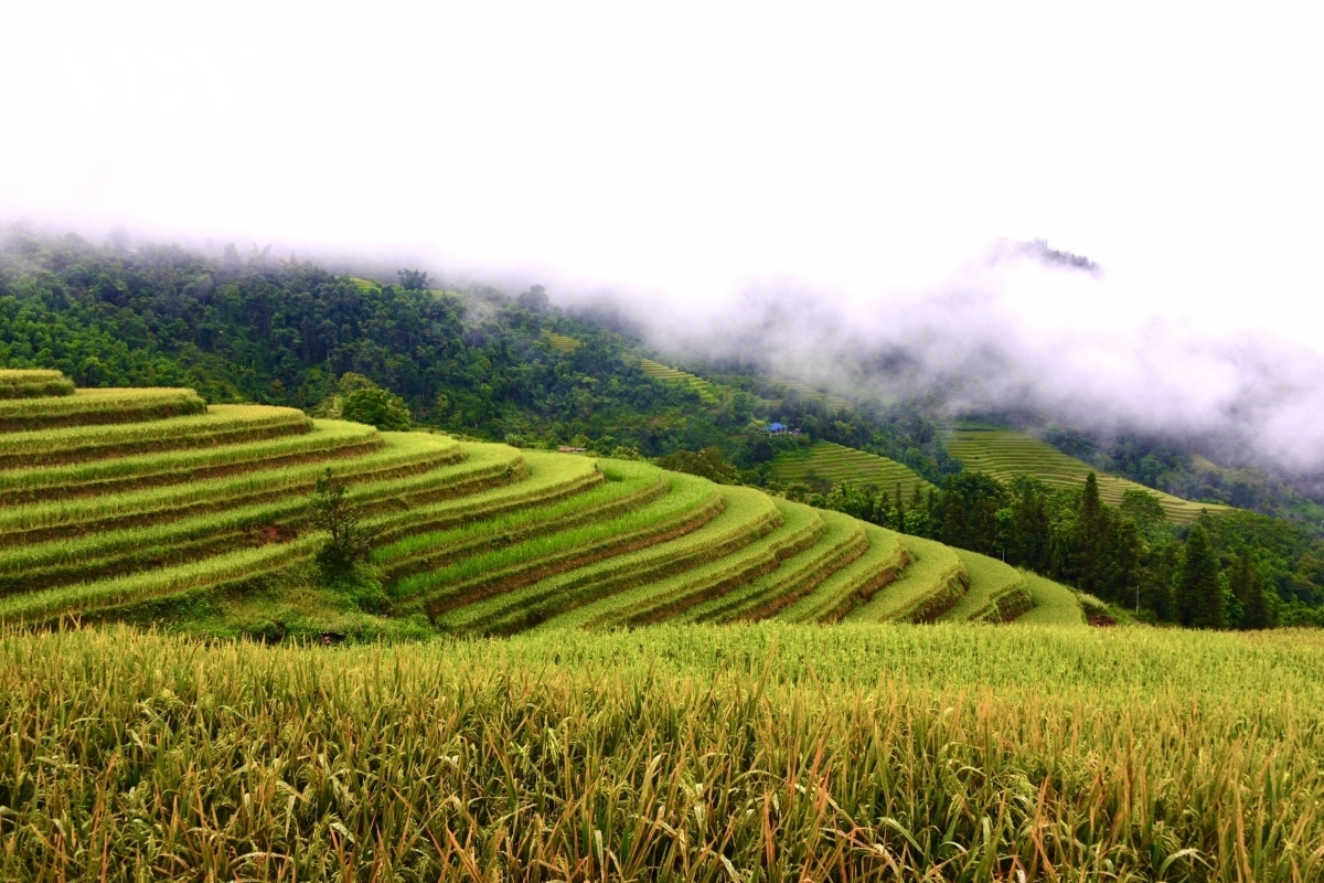 Terraced fields of Hoang Su Phi appear stunning during harvest season