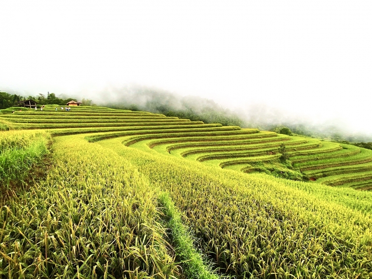 Terraced fields of Hoang Su Phi appear stunning during harvest season