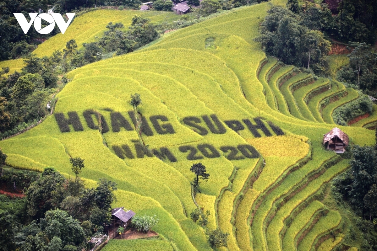 Terraced fields of Hoang Su Phi appear stunning during harvest season