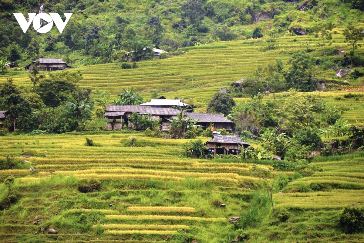 Terraced fields of Hoang Su Phi appear stunning during harvest season