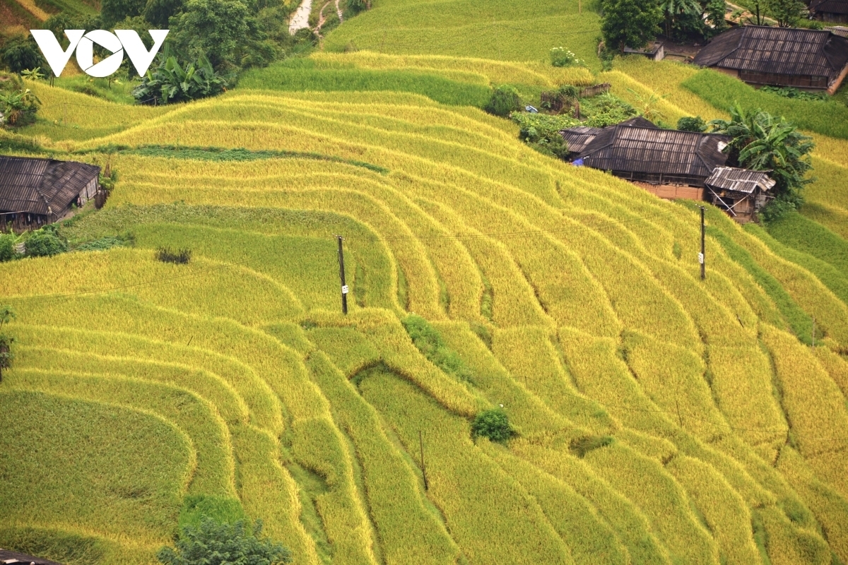 Terraced fields of Hoang Su Phi appear stunning during harvest season