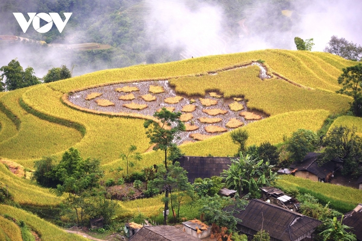 Terraced fields of Hoang Su Phi appear stunning during harvest season