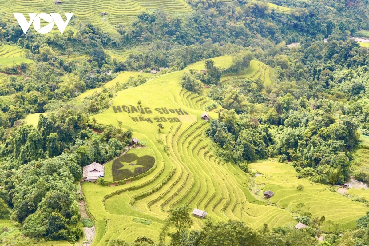 Terraced fields of Hoang Su Phi appear stunning during harvest season