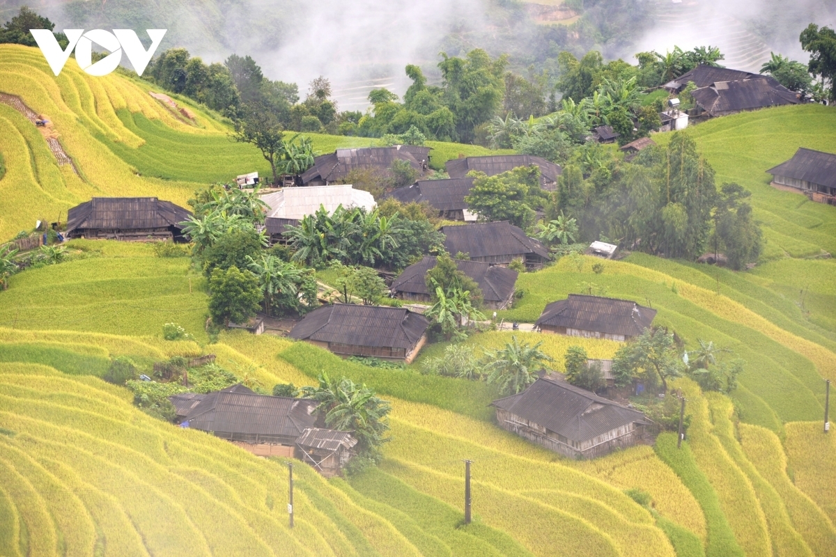 Terraced fields of Hoang Su Phi appear stunning during harvest season