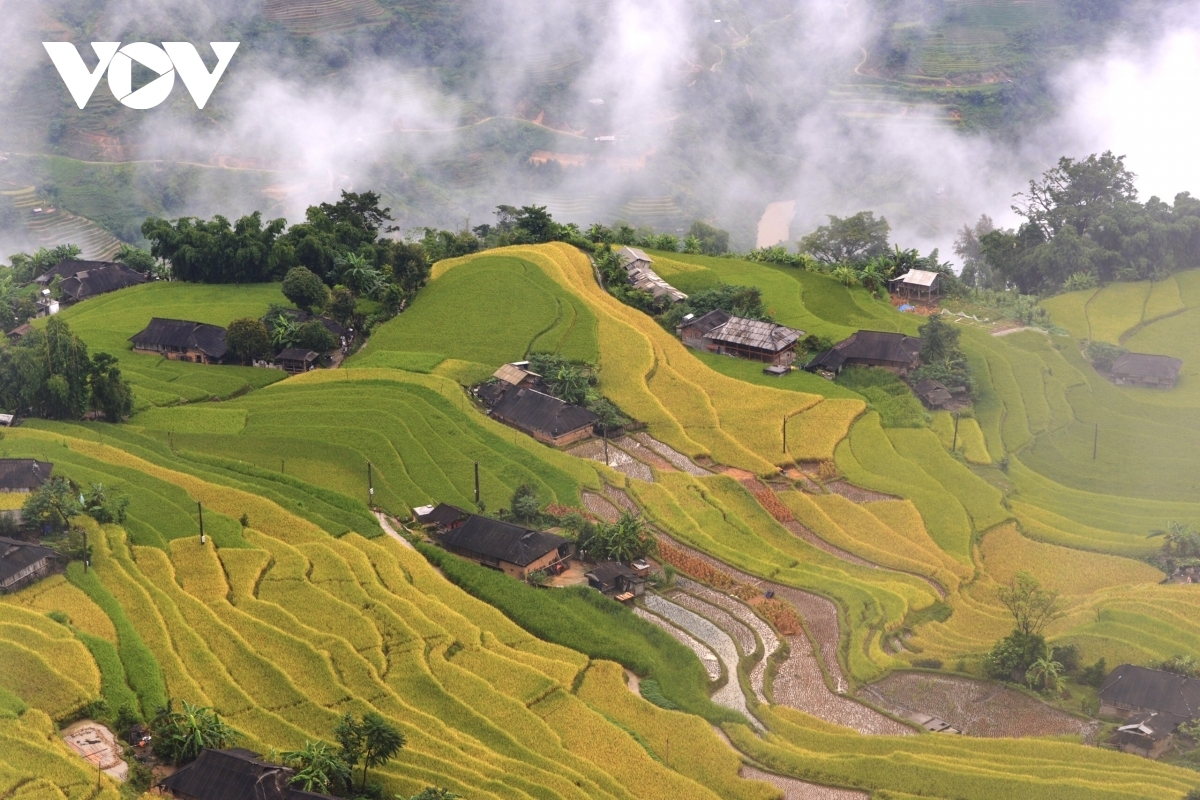 Terraced fields of Hoang Su Phi appear stunning during harvest season