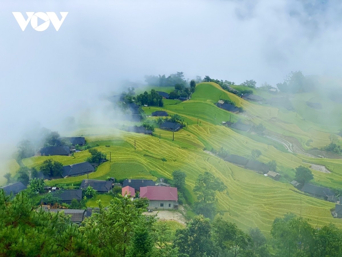 Terraced fields of Hoang Su Phi appear stunning during harvest season