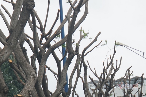 Hàng cây lim xẹt đang tươi tốt bị biến dạng xấu xí trên phố Sài Gòn