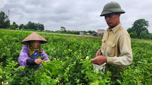 Thu hàng chục triệu đồng/vụ từ thứ hoa 'chẳng thơm cũng thể...'