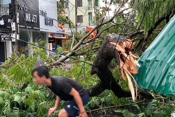 Cành cây cổ thụ gãy rơi trúng, một chuyên viên Phòng Giáo dục tử vong