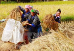 Coming to Mu Cang Chai terraced fields in ripen season