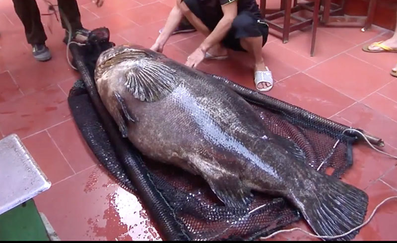 Nhà giàu Việt chi trăm triệu đồng mua cá song vang nặng cả tạ về... ăn gỏi