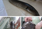 Bắt được 2 con cá lệch 'khủng' trên sông Lam, bán giá 30 triệu đồng