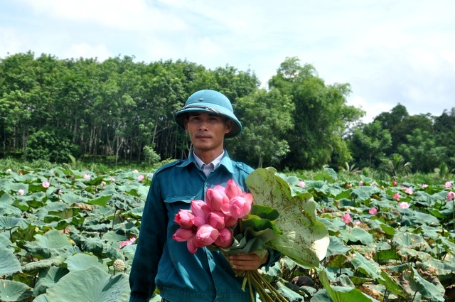 Biến vùng đất chết thành đầm sen, nông dân thu tiền tỷ