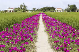 Residents plant moss roses along rural roads to tackle littering