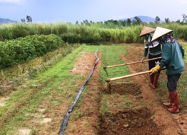 Chàng trai đi Nhật về dùng ớt, tỏi, rau răm… chế thuốc trị bệnh cho rau