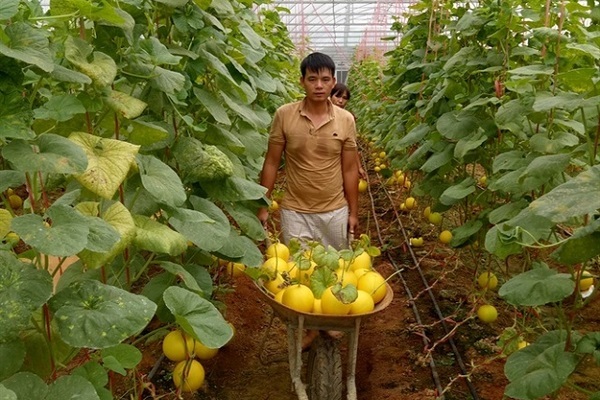 Nông nghiệp Thanh Hóa: Chính sách hay, được triển khai tích cực