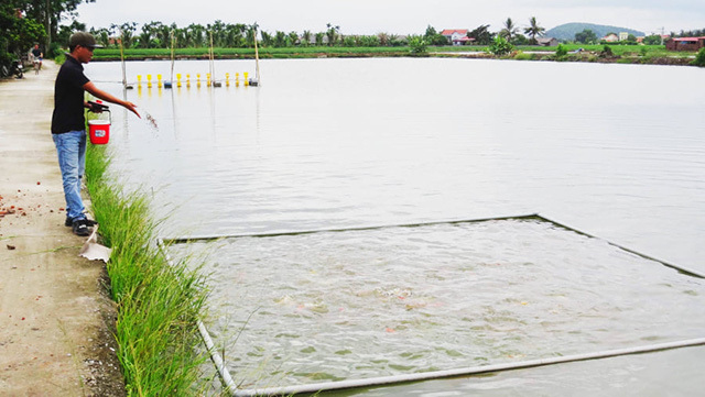 Nuôi cá Koi, kiếm tiền tỷ mỗi năm