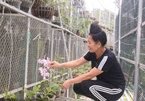 Vườn lan 'khủng' trên 6.000 giò của cô gái Thái ở Sơn La, ai nhìn cũng choáng