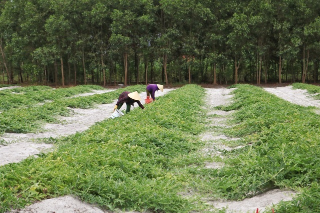 {keywords}