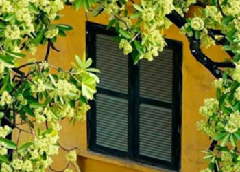 HOA MỘNG MÙA XA