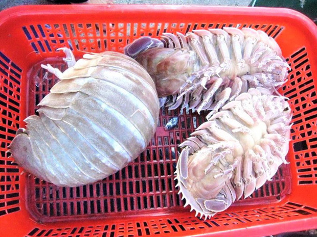 Loài bọ biển bí ẩn ở đáy biển Việt Nam, giá đắt hơn cả tôm hùm