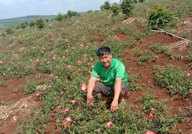 Từ phận làm thuê đến người trồng khoai lang nhiều nhất ở Đắk Nông