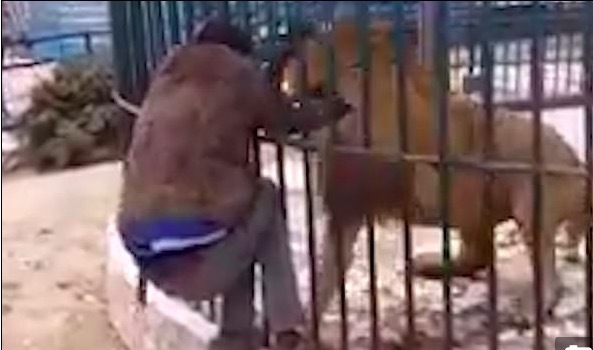 Nhân viên sở thú giằng co, cố rút tay khỏi miệng sư tử