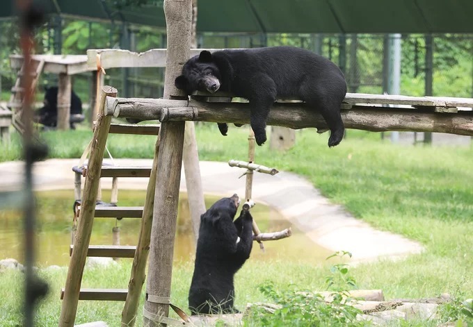 Vietnam Bear Rescue Center provides help to nearly 200 bears