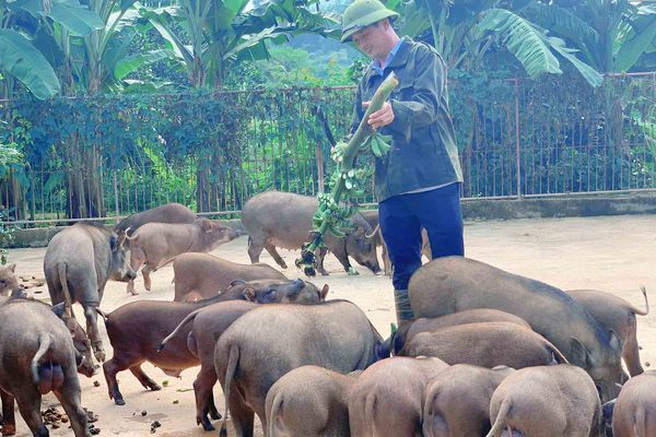 Đàn lợn rừng ăn dược liệu: Anh cán bộ xã thu tiền tỷ mỗi năm