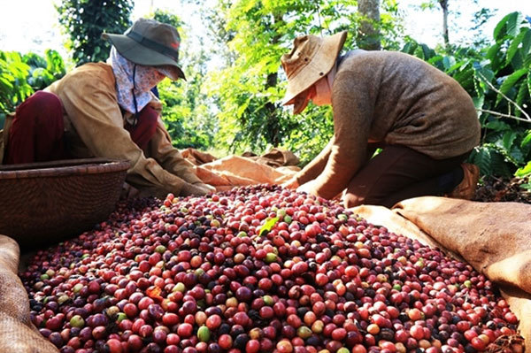 Trade deal expected to stimulate Vietnamese coffee exports to EU