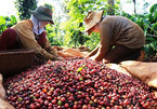 Trade deal expected to stimulate Vietnamese coffee exports to EU