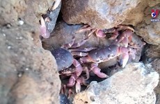 Ly Son island working to preserve renowned rock crabs