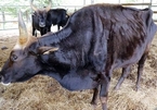 Rescuing malnourished crossbreed gaurs in Ninh Thuan