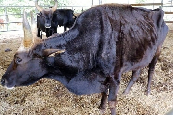 Rescuing malnourished crossbreed gaurs in Ninh Thuan