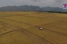 Agriculture: Backbone of Vietnam’s economy
