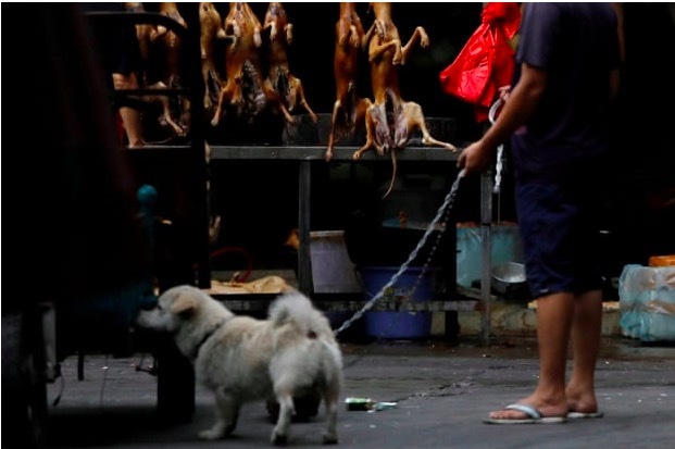 Vì sao người Hàn Quốc không còn thích ăn thịt chó?
