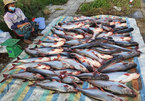 Tra fish famers, exports hit hard by Covid-19 pandemic