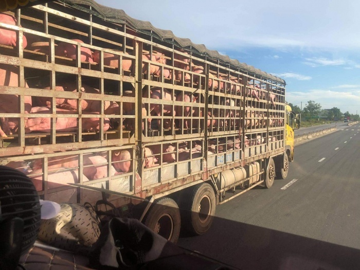 Bi hài thương nhân lỗ tiền tỷ nhập lợn sống từ Thái Lan