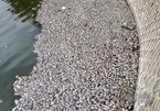 Cá lại chết trắng hồ điều hòa ở Quảng Ninh, nhân viên vớt không xuể