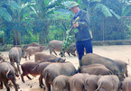 Nuôi lợn rừng dược liệu kiếm tiền tỷ, trồng cỏ lạ thu nhập nghìn USD