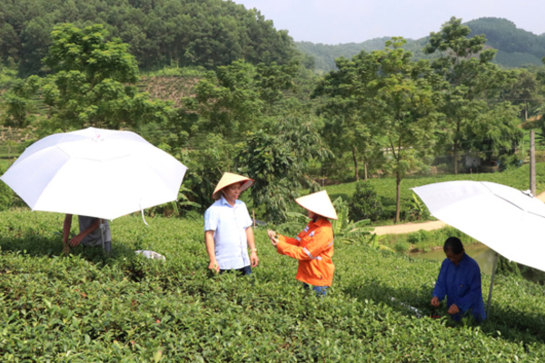 Nâng giá trị chè Thái Nguyên theo hướng an toàn, hữu cơ