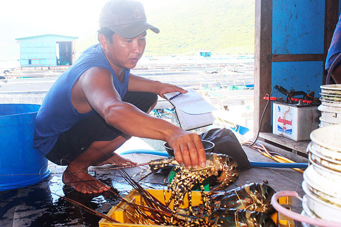 Tôm hùm, ốc hương tăng giá, ngư dân miền Trung tranh thủ bán chạy... bão
