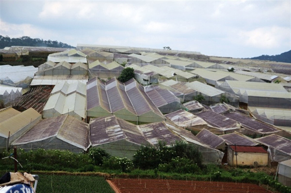 Development of greenhouses threatening landscape in Da Lat