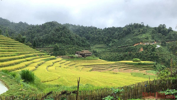 Gold season in Bac Ha rice paddies